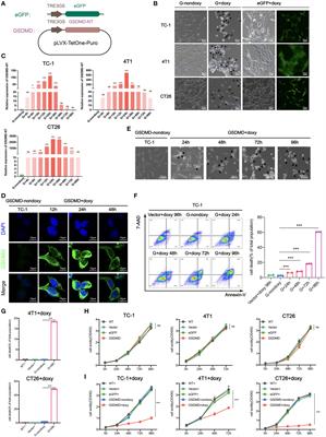 A new personalized vaccine strategy based on inducing the pyroptosis of tumor cells in vivo by transgenic expression of a truncated GSDMD N-terminus